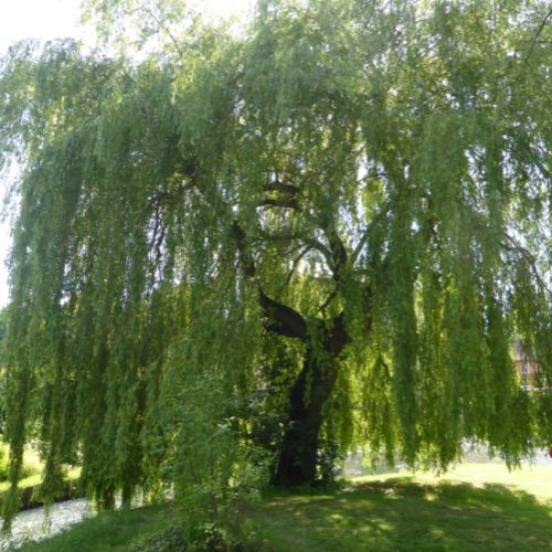 Willow Point - stock - Dawn Campbell - neighborhood guide