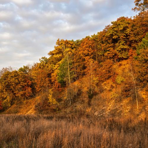 South Vestal - stock - Dawn Campbell - neighborhood guide